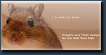 DragonTheory.com banner